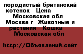 породистый британский котенок › Цена ­ 10 000 - Московская обл., Москва г. Животные и растения » Кошки   . Московская обл.